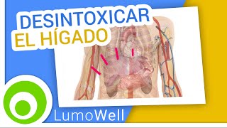 Desintoxicar el hígado: dieta, consejos y remedios naturales para purificarlo.